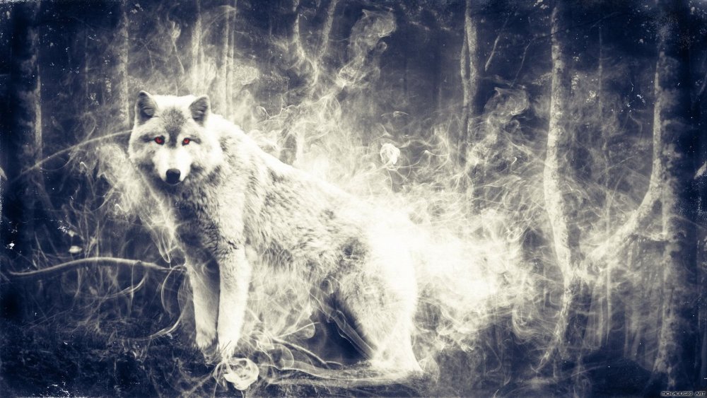 Волк обои