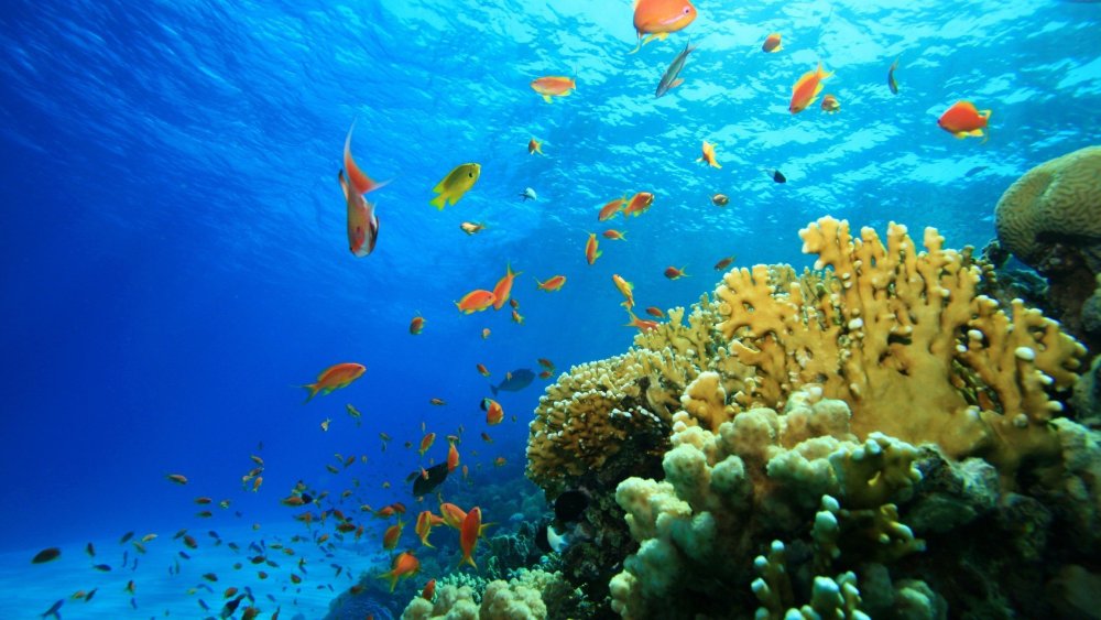 Подводный мир океана