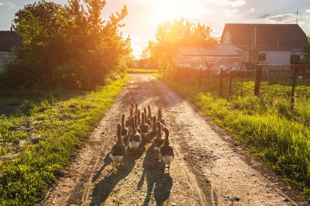 Утро в деревне