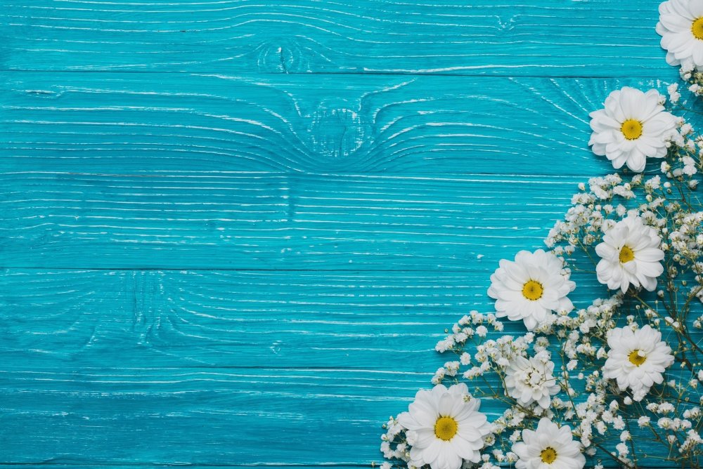 Фон ромашки