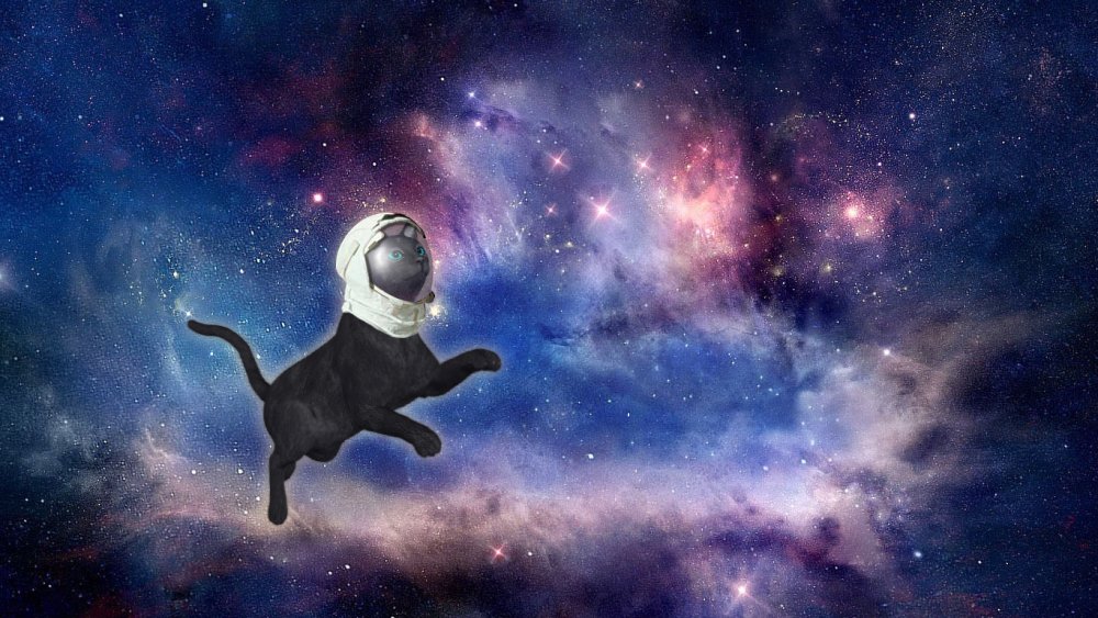 Котик в космосе арт