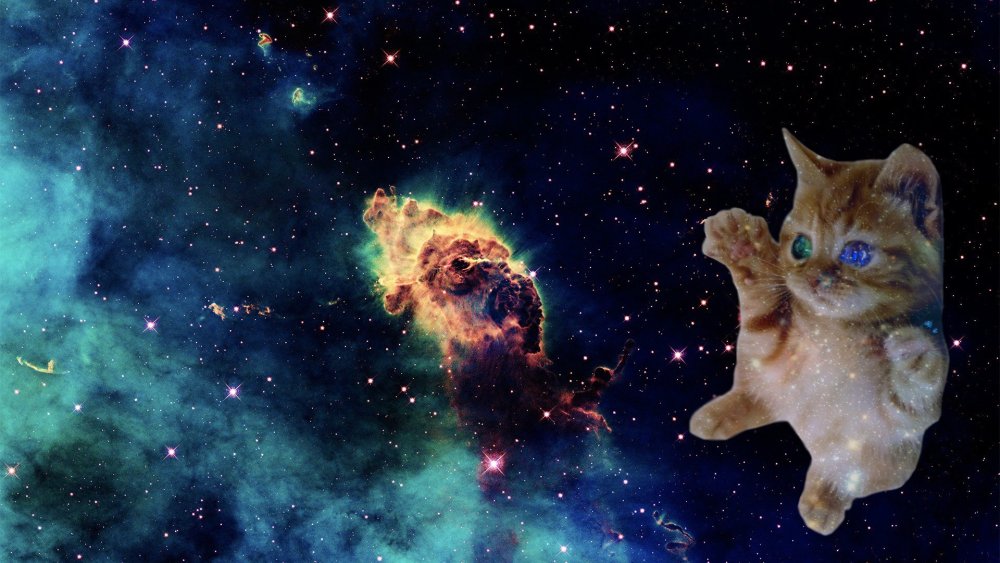 Кот в космосе