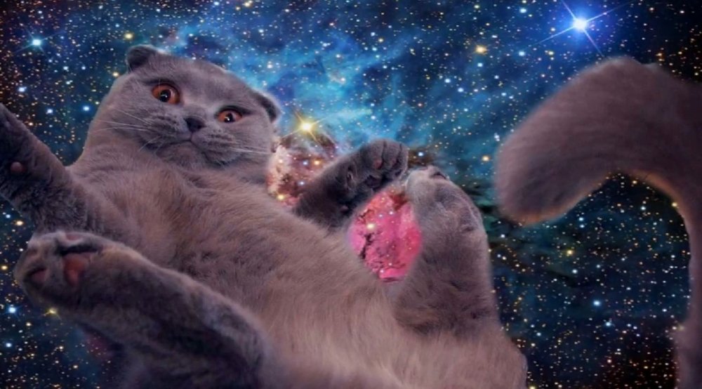 Кот в космосе