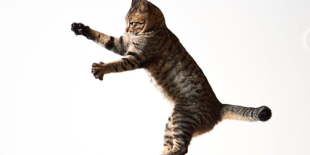 Кот в прыжке на белом фоне