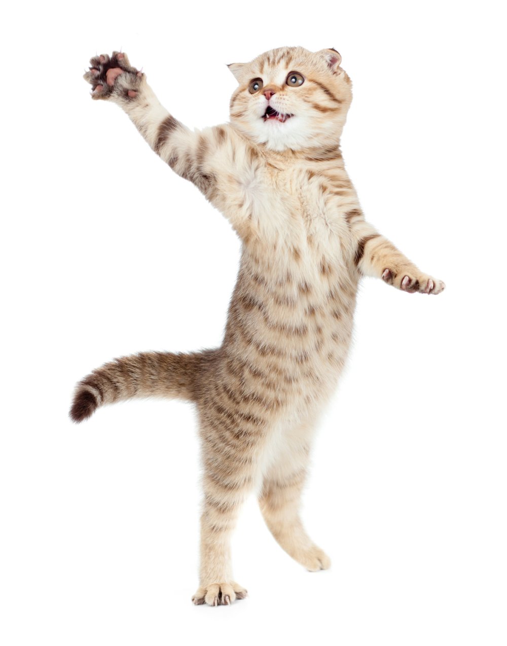 Кошка на белом фоне