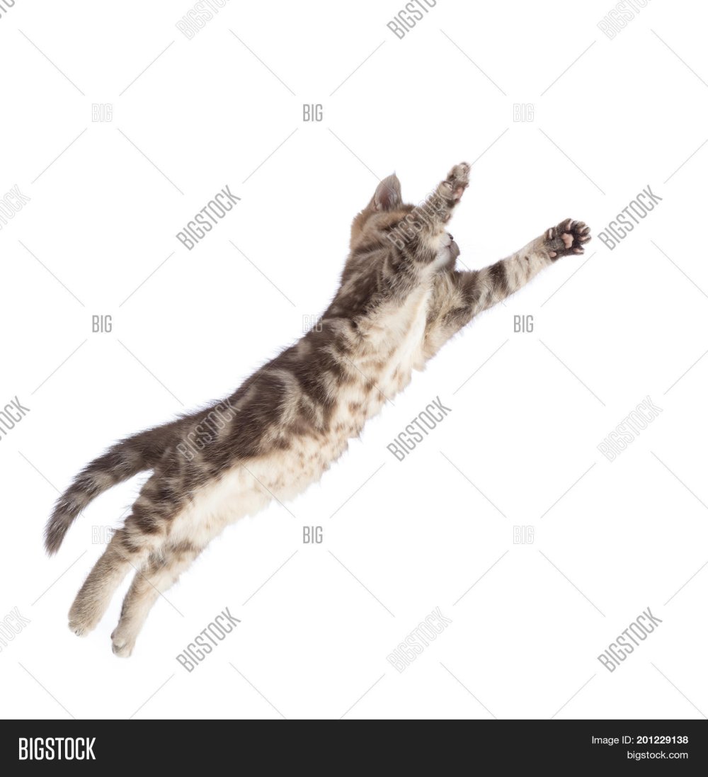 Кошка в прыжке