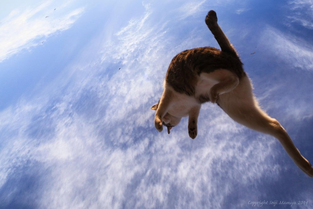 Кошка в прыжке