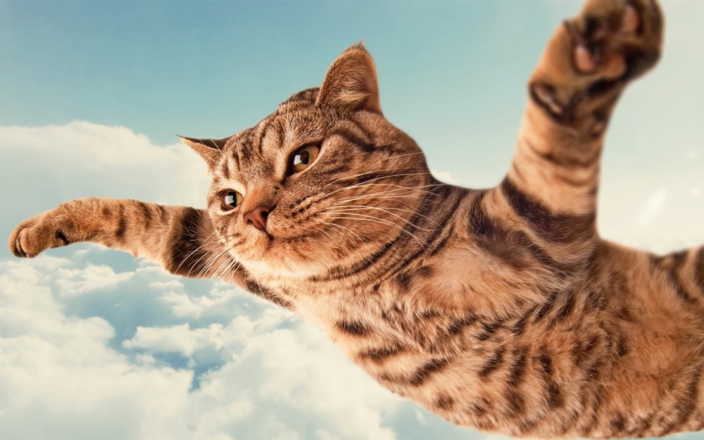 Кошка радуется