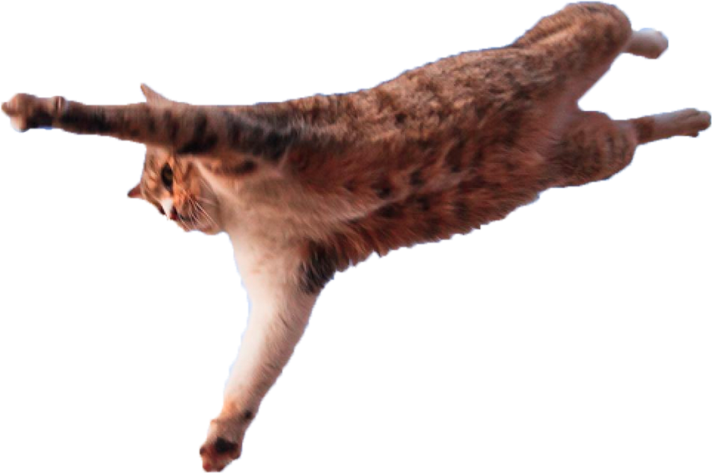 Кот прыгает на прозрачном фоне