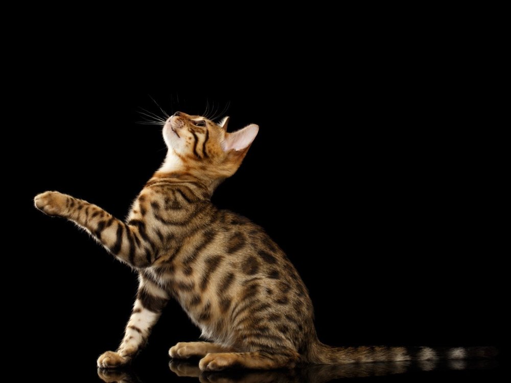 Котята бенгальской породы