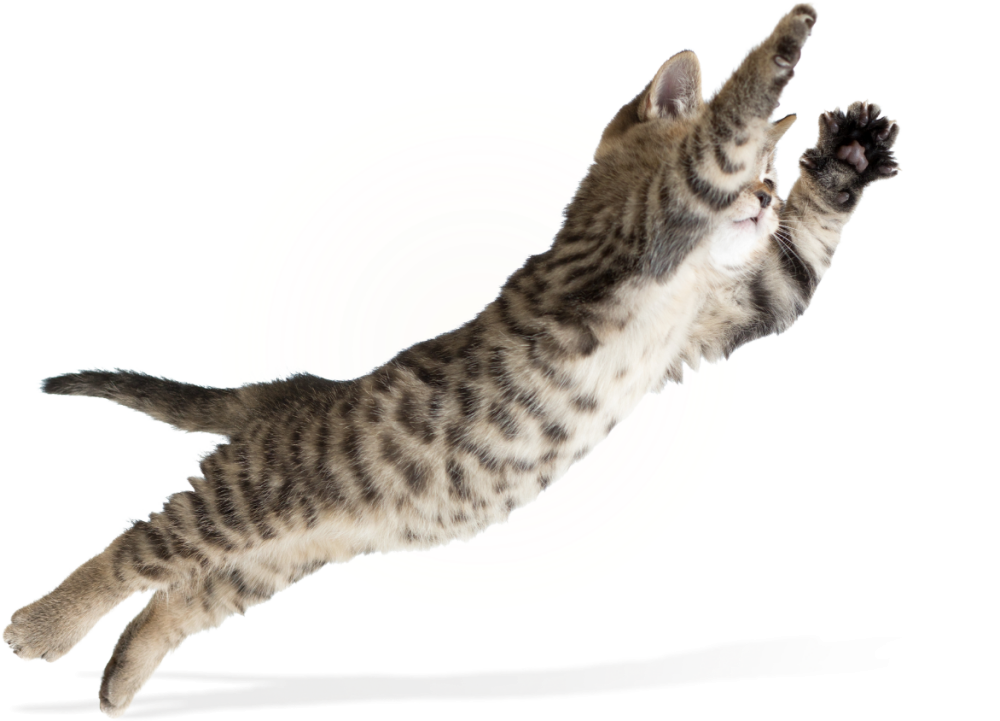 Кот в прыжке