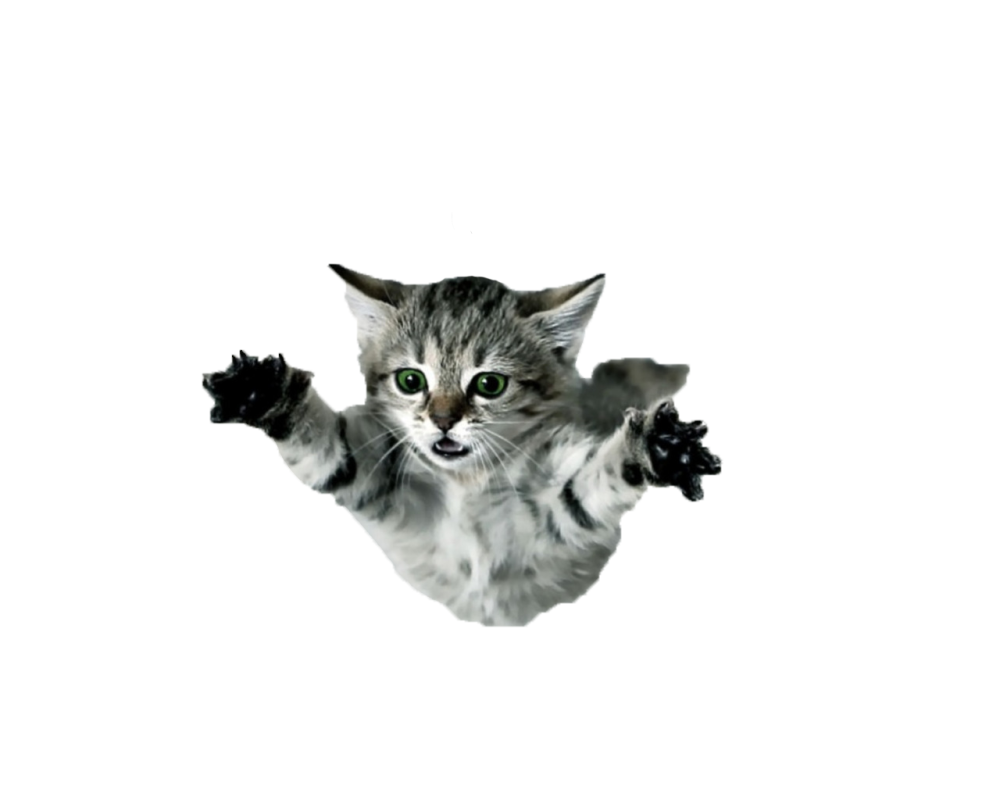 Летающий кот на белом фоне