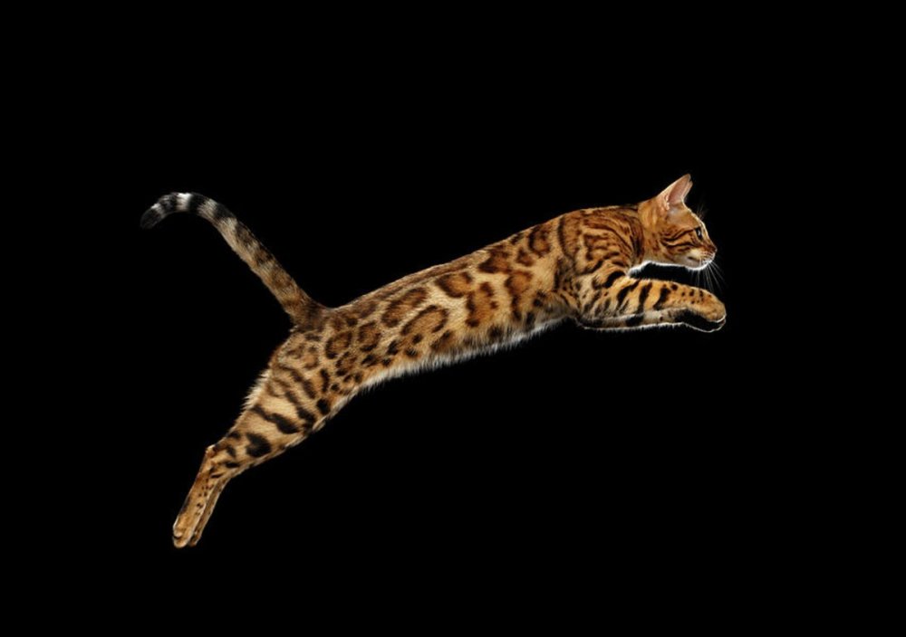 Бенгальская кошка в прыжке
