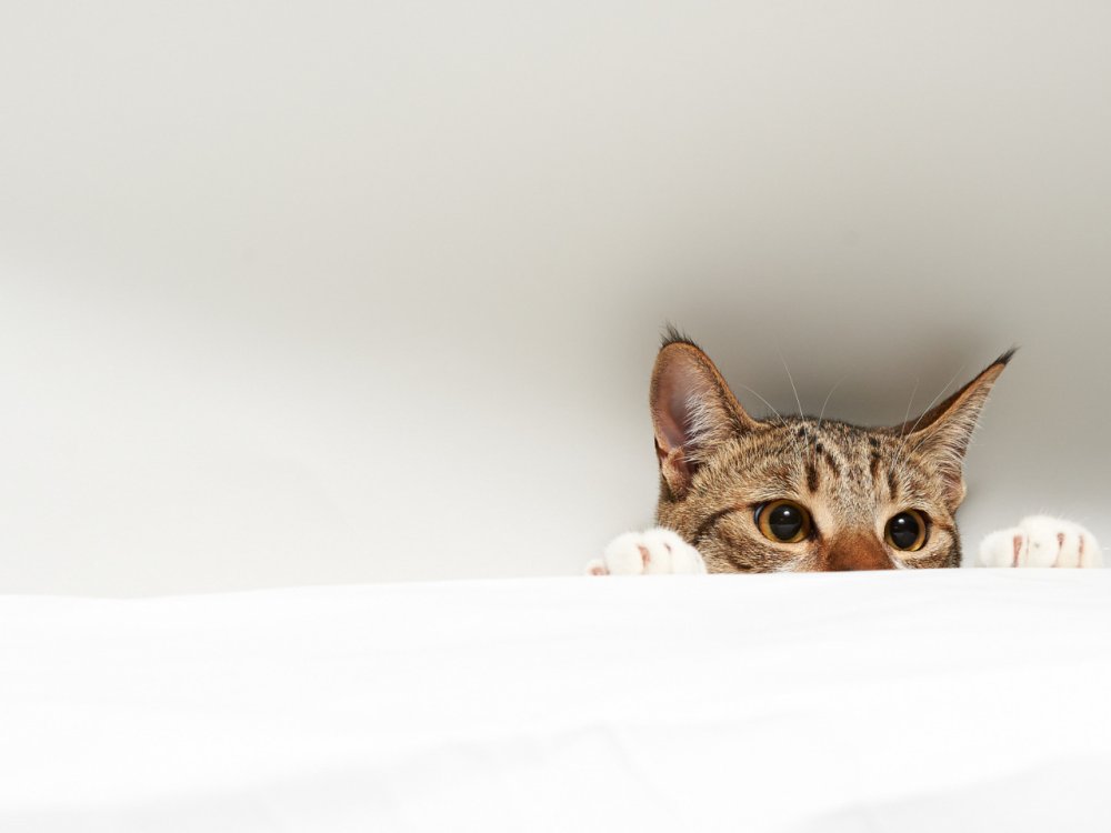 Кот выглядывает из под стола