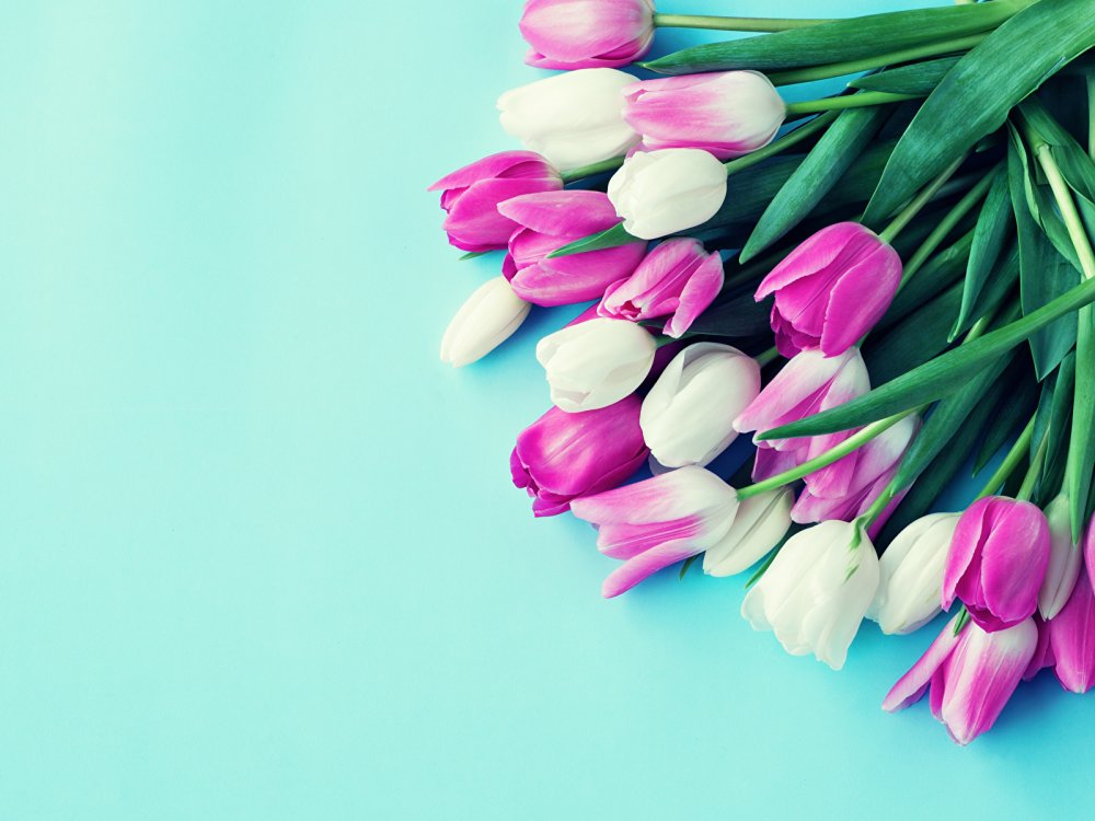 Тюльпаны открытка