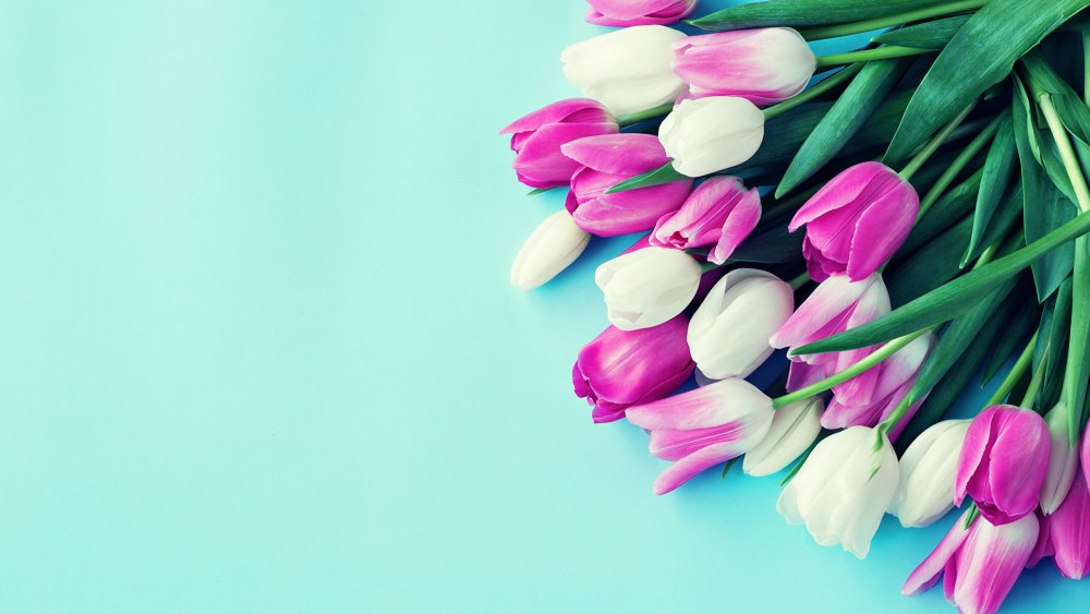 Тюльпаны фон