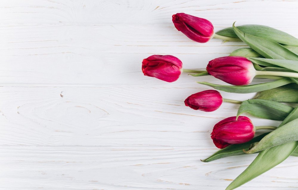 Фотофон с тюльпанами