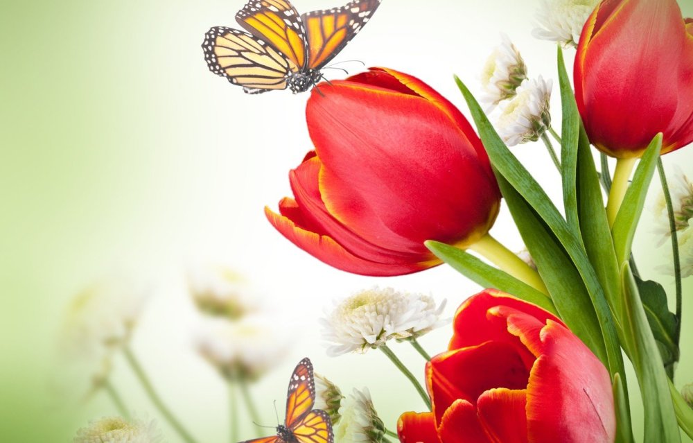 Тюльпаны фон