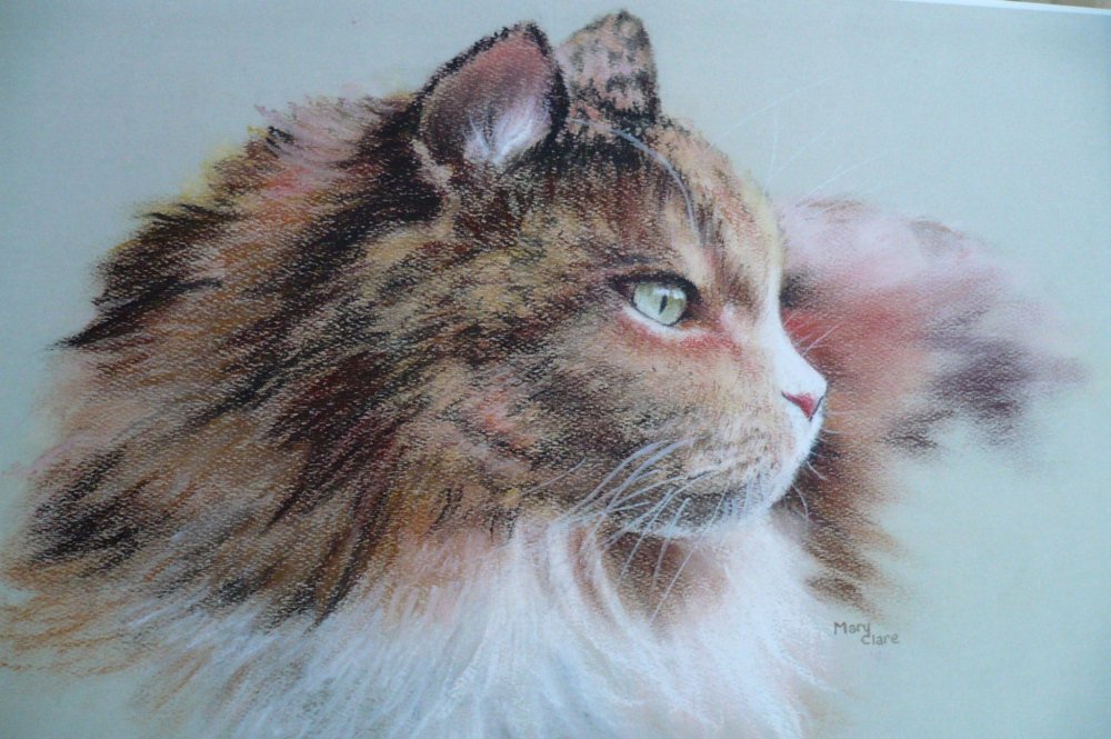 Кошка пастелью контур