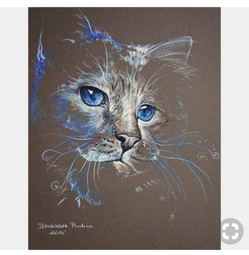 Paulina Stasikowska Cats