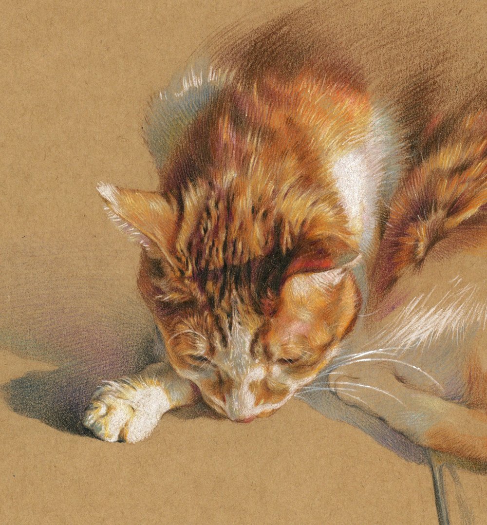 Художник рисующий кошек реалистичность