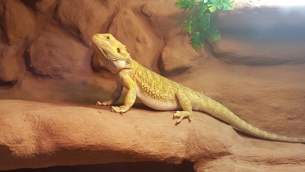 Бородатая агама голова