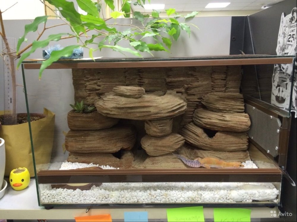 Аквариумный фон Барбус