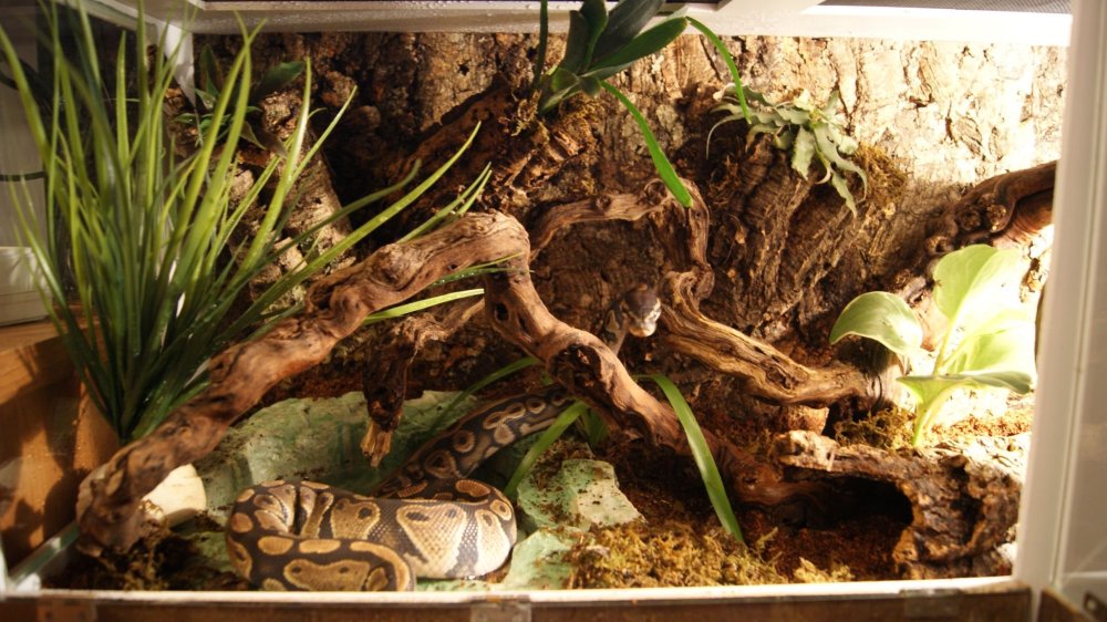 Бородатая агама Ранго