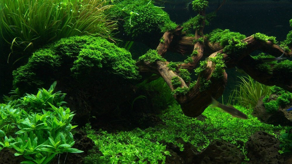 Террариум EXO Terra 60x45x90