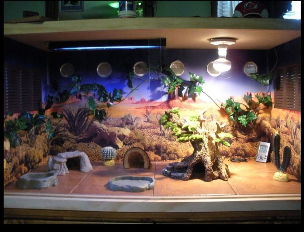 Михей Тапочкин террариум