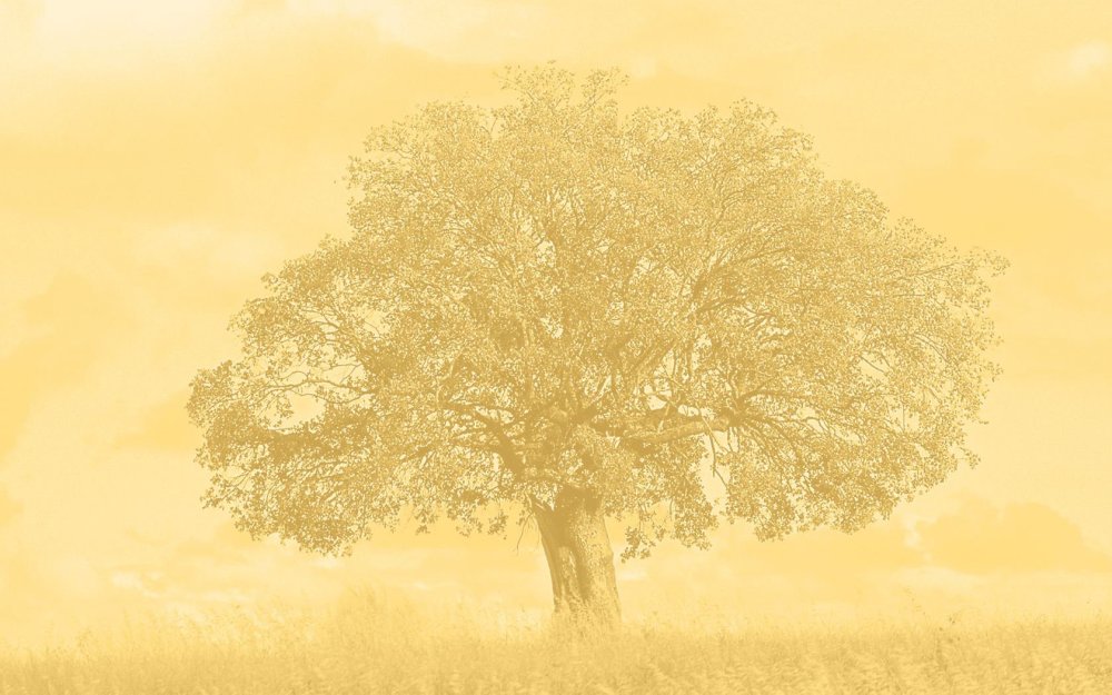 Фон для генеалогического древа