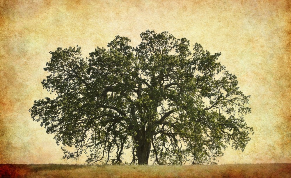 Винтажное дерево дуб