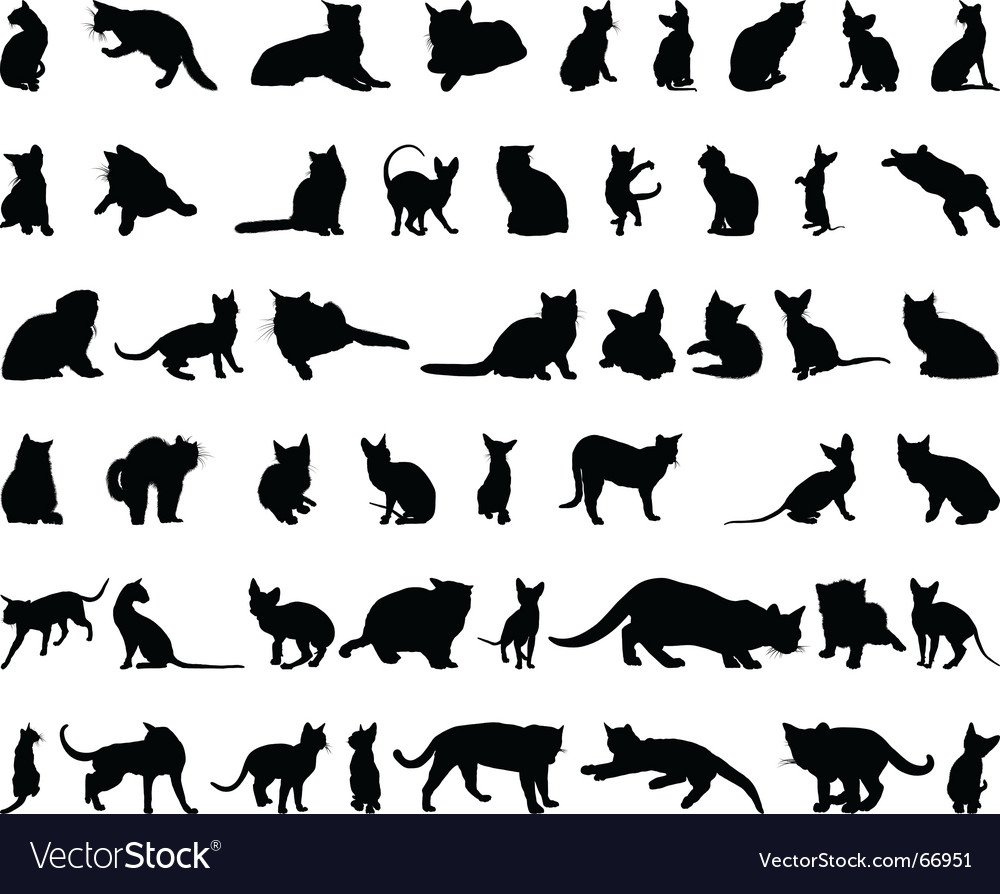 Силуэт породистой кошки