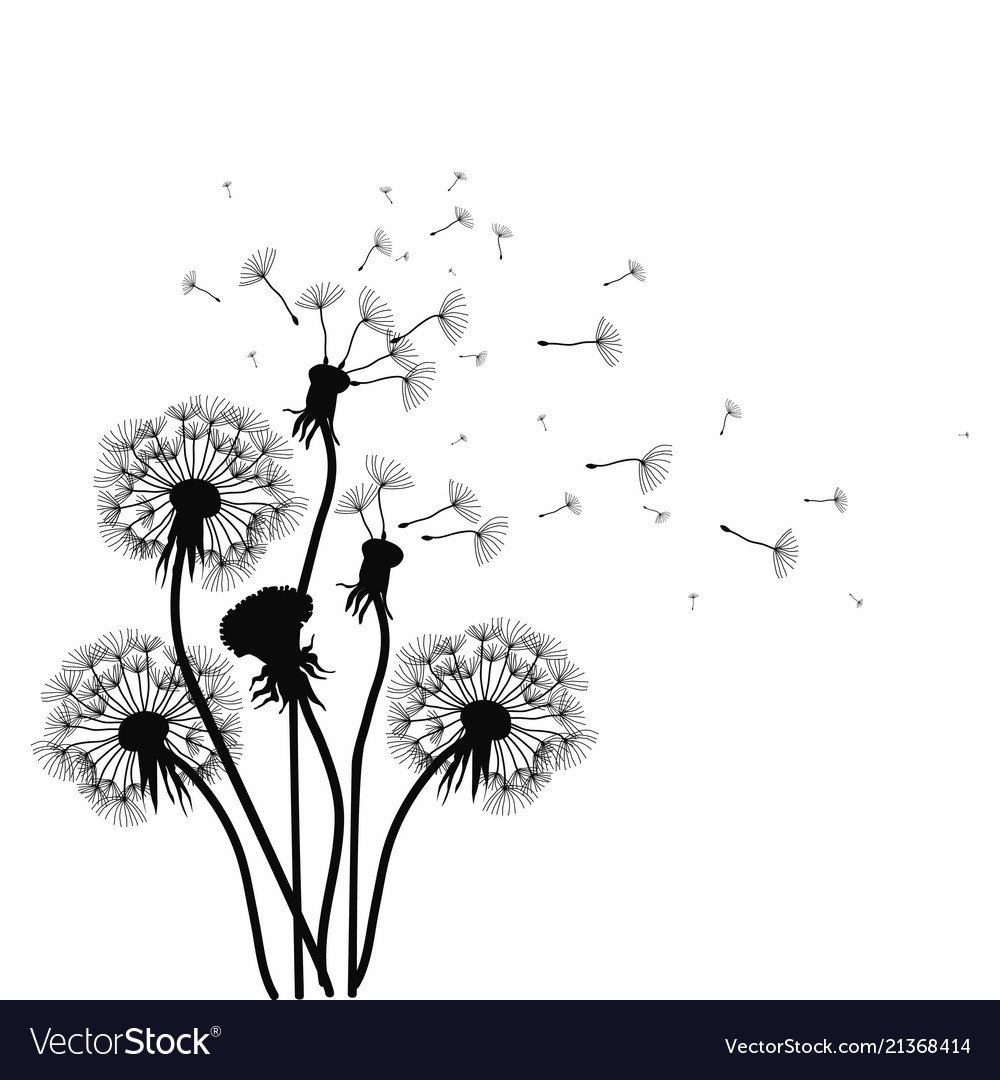 Черно белый одуванчик на белом фоне