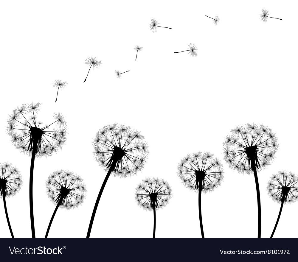 Одуванчик на белом фоне чб