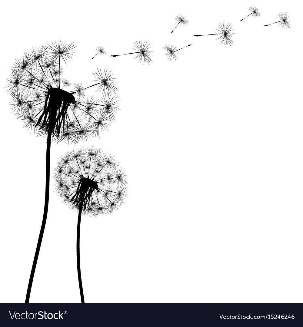 Одуванчик на черном фоне рисунок