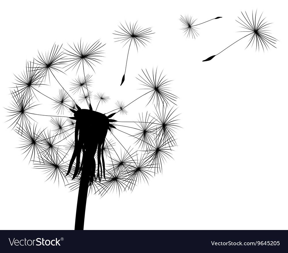 Черно белый одуванчик на белом фоне