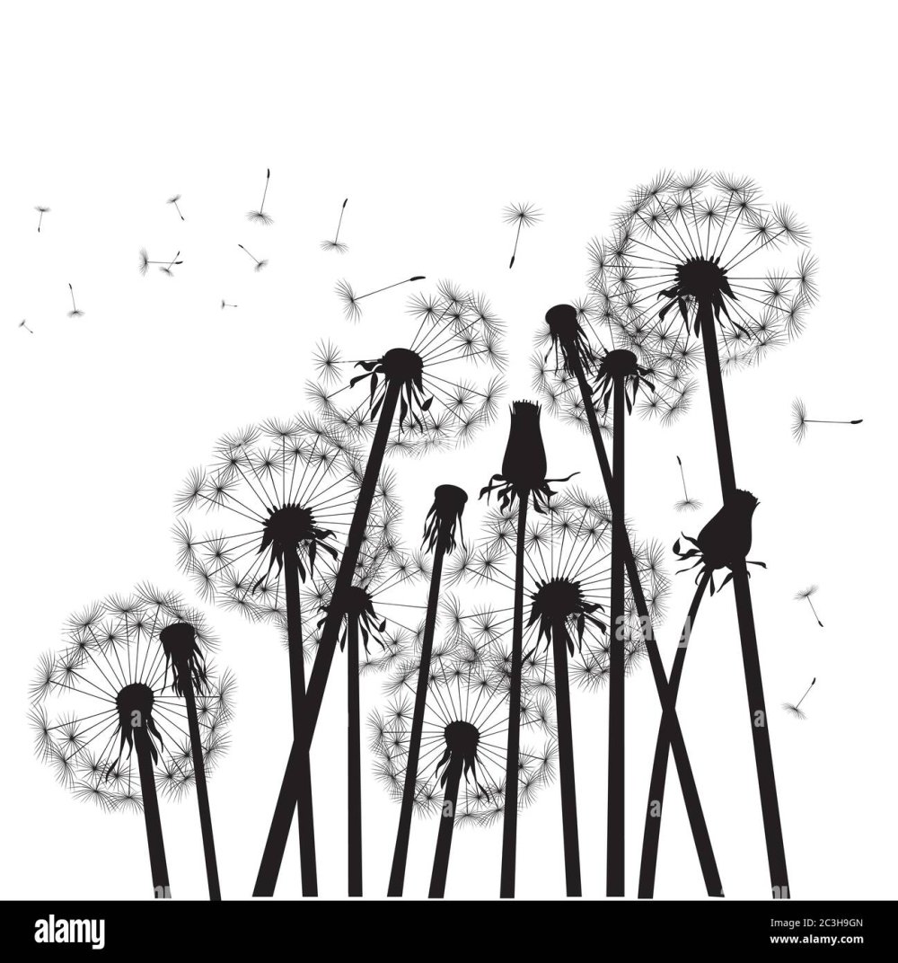 Фреска одуванчики на ветру в черно белом
