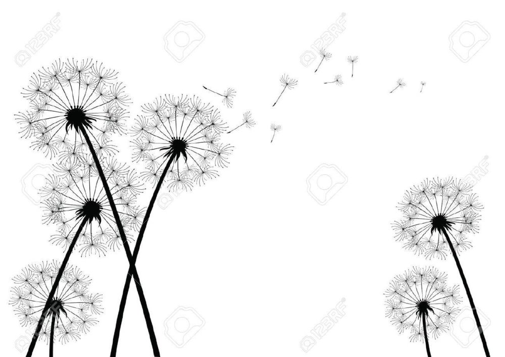 Одуванчик рисунок без фона для фотошопа
