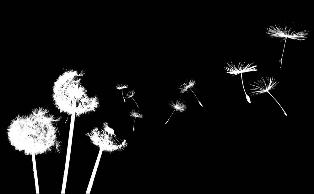 Одуванчик на черном фоне рисунок