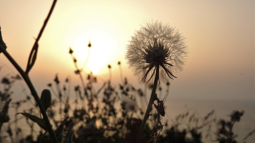 Одуванчики Геншин