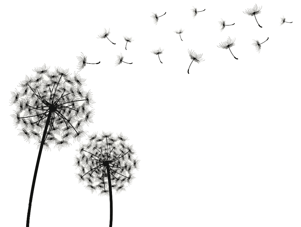 Белый одуванчик на прозрачном фоне