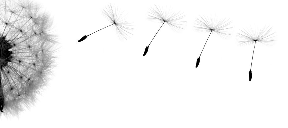Одуванчиками парашютики на белом фоне