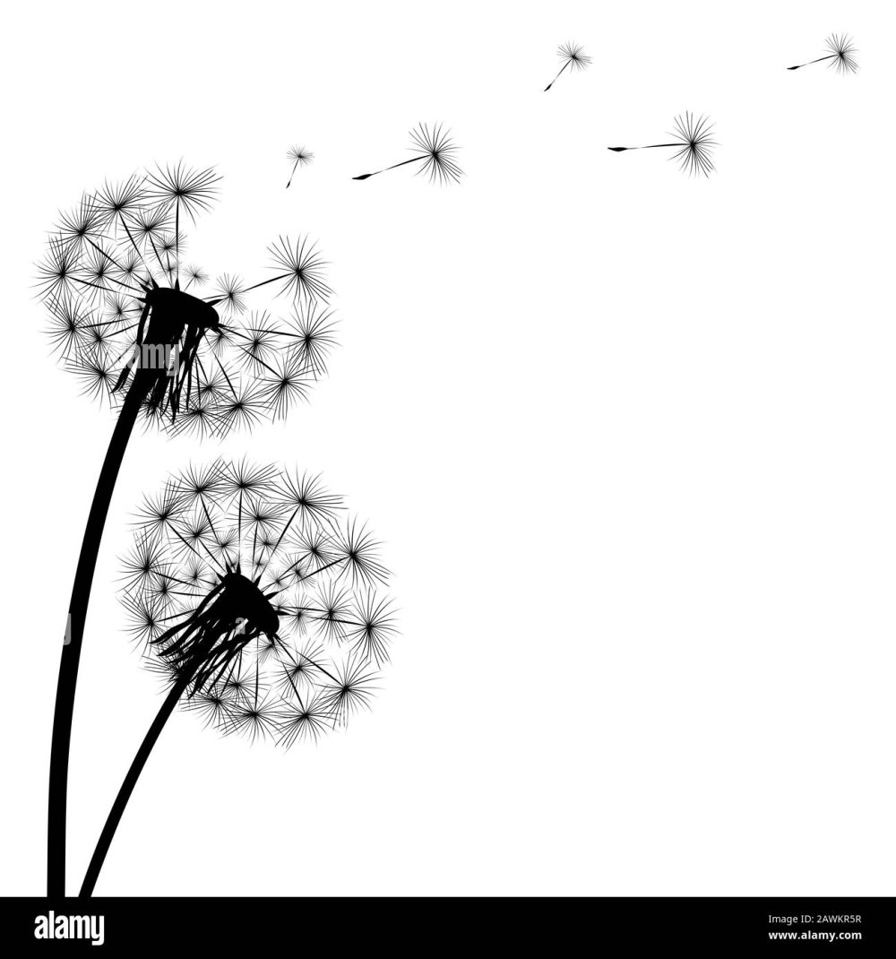 Одуванчик силуэт