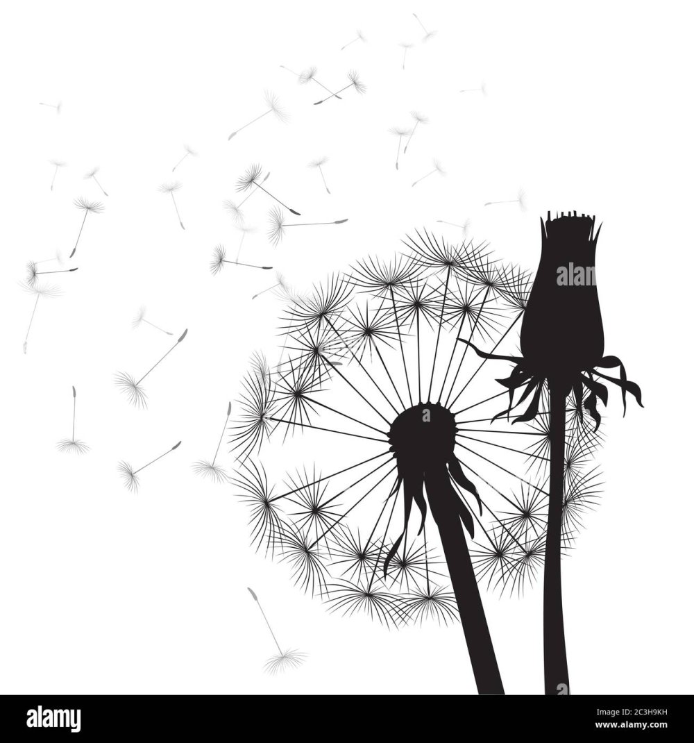 Стилизованный одуванчик чб