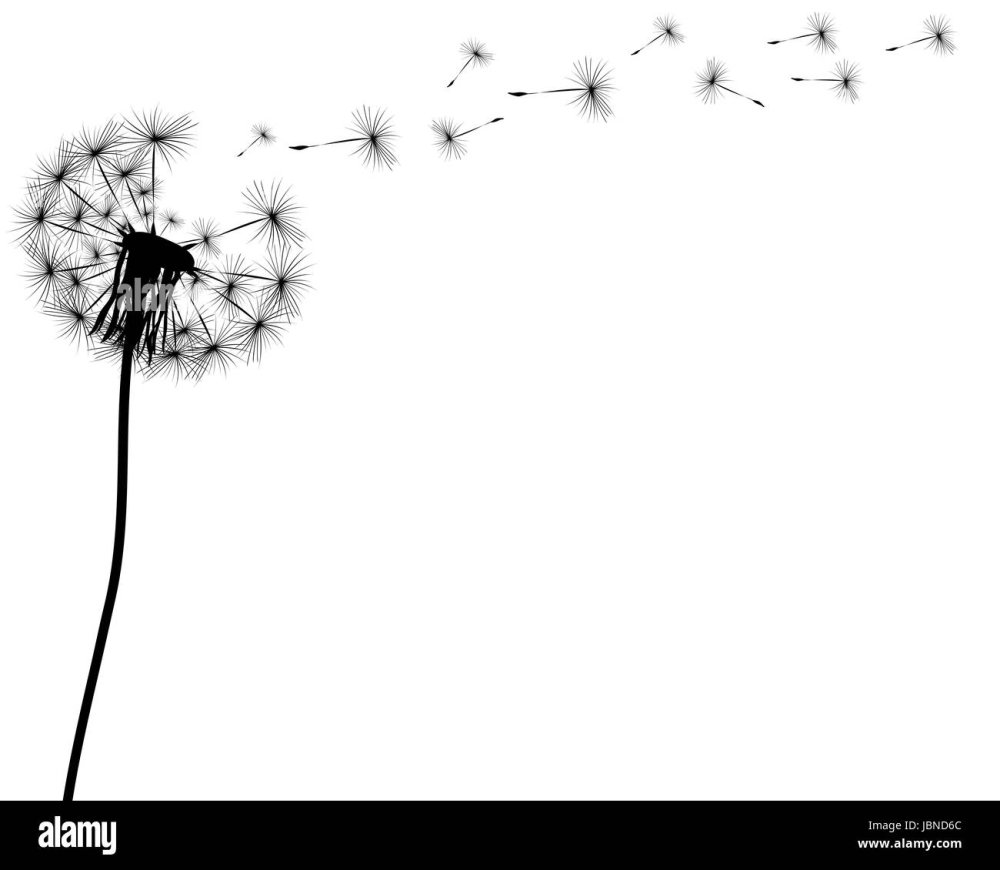 Одуванчик белый разлетается