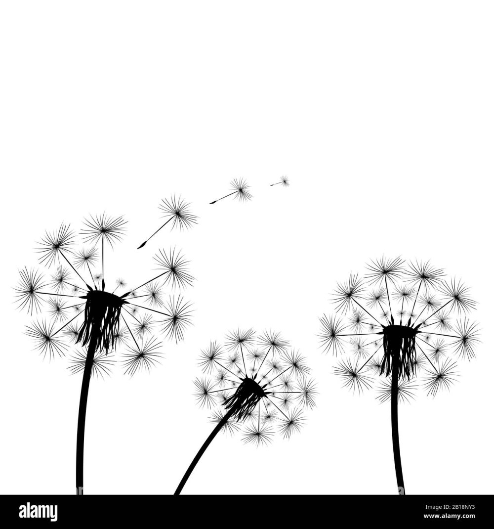 Постер одуванчик черно белый