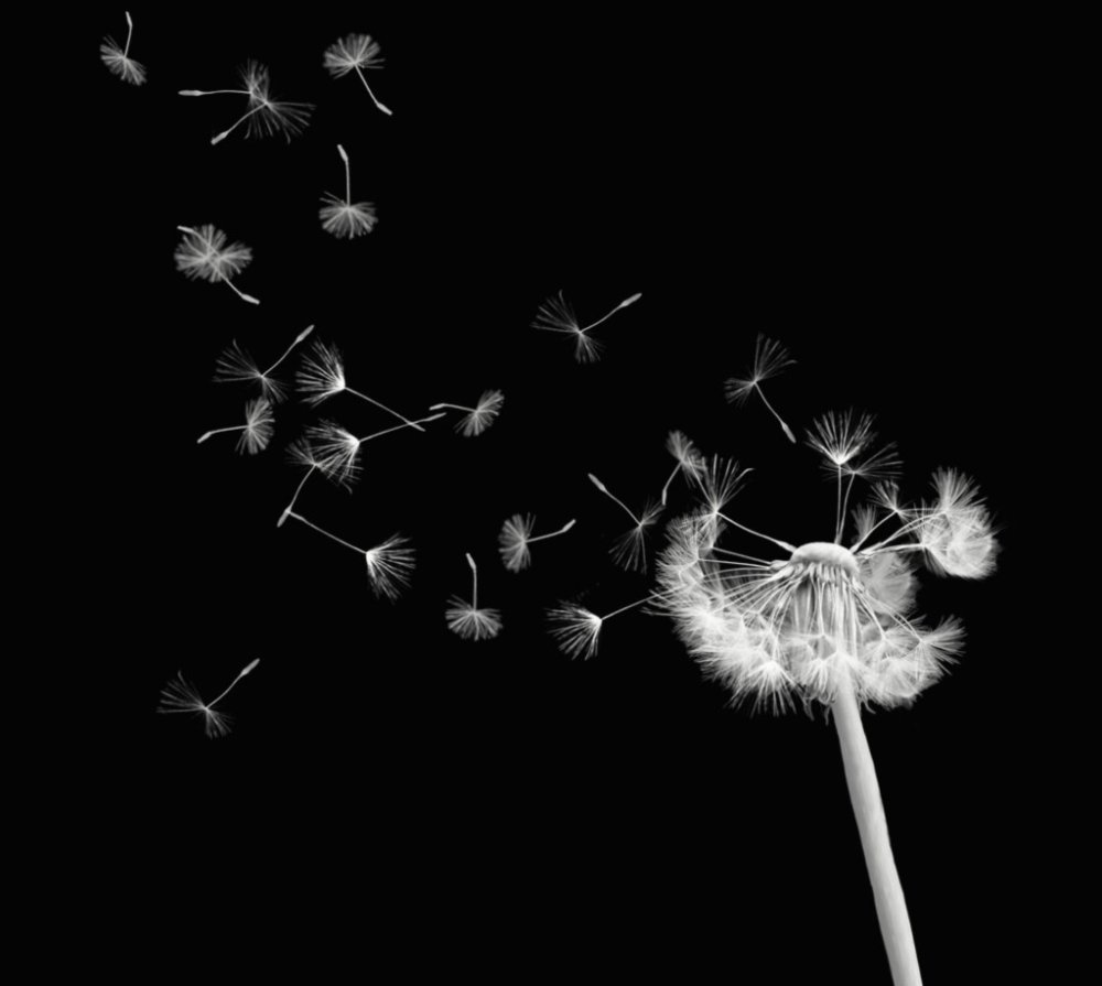 Одуванчик на черном фоне
