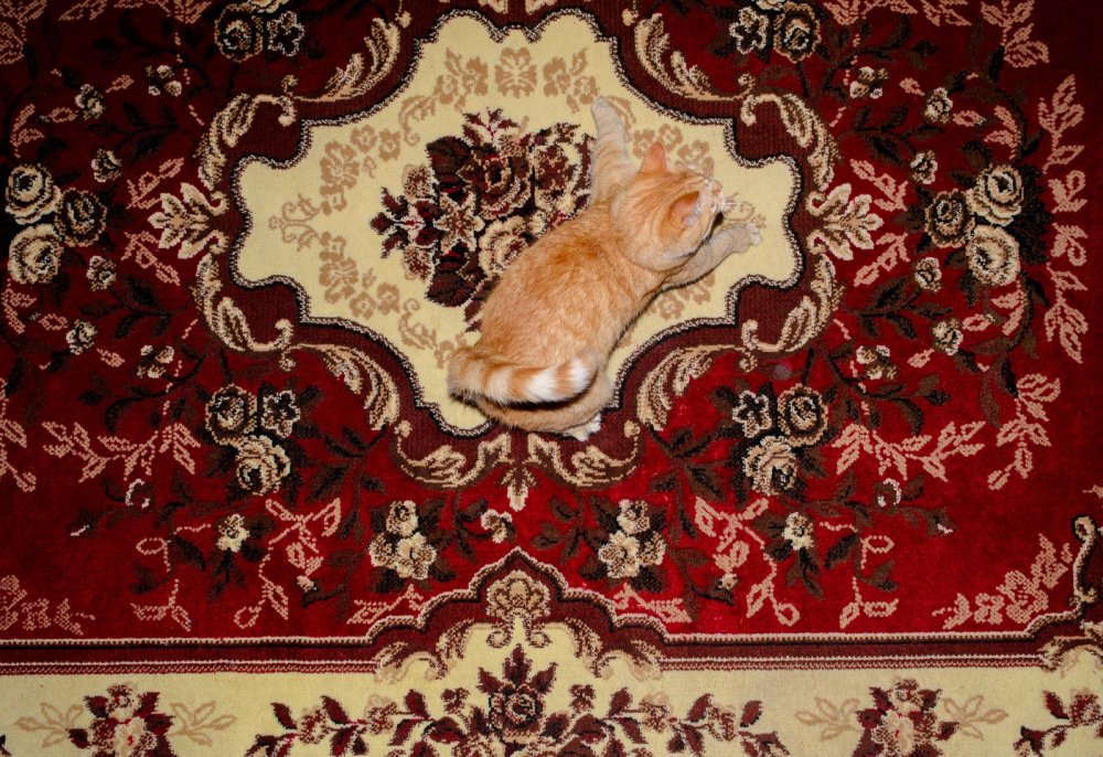 Кот на ковре
