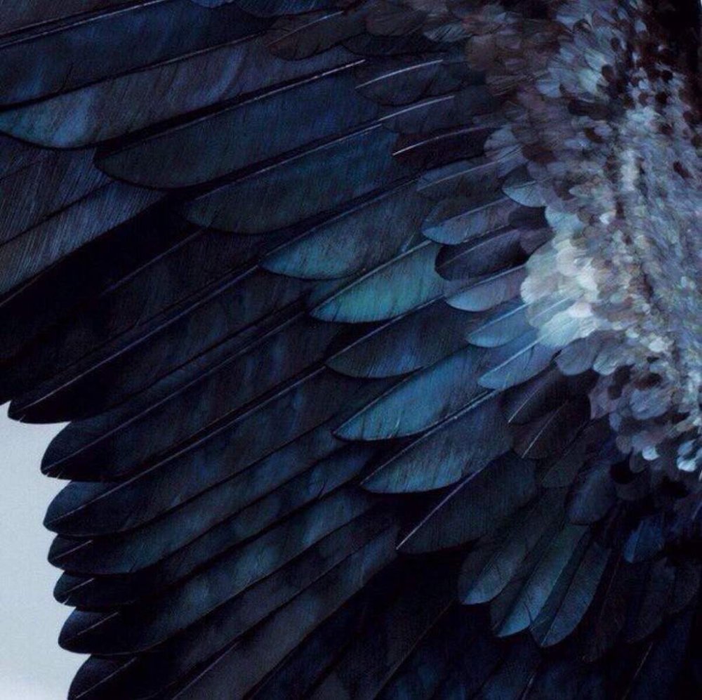 Крылья Эстетика